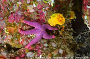 Echinodermes - Echinoderms